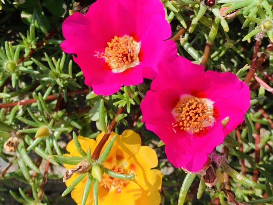 IMG_6726.jpg?type=w966