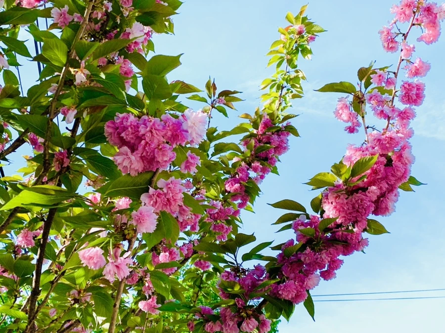 IMG_1110.jpg?type=w966