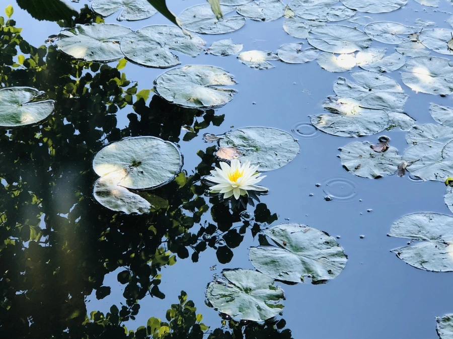 IMG_9735.jpg?type=w966