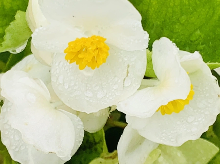 IMG_4925.jpg?type=w966