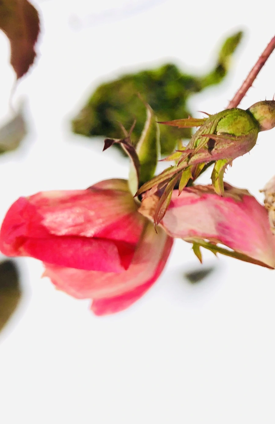 IMG_7592.jpg?type=w966