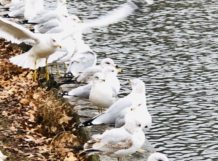 IMG_9583.jpg?type=w966