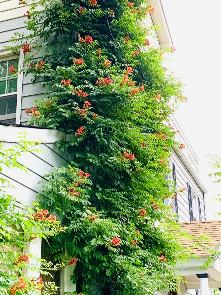 IMG_7155.jpg?type=w966