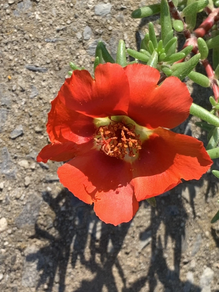 IMG_8385.jpg?type=w966