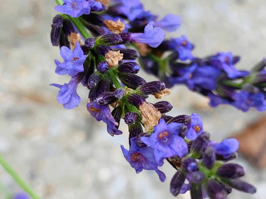 IMG_9100.jpg?type=w966