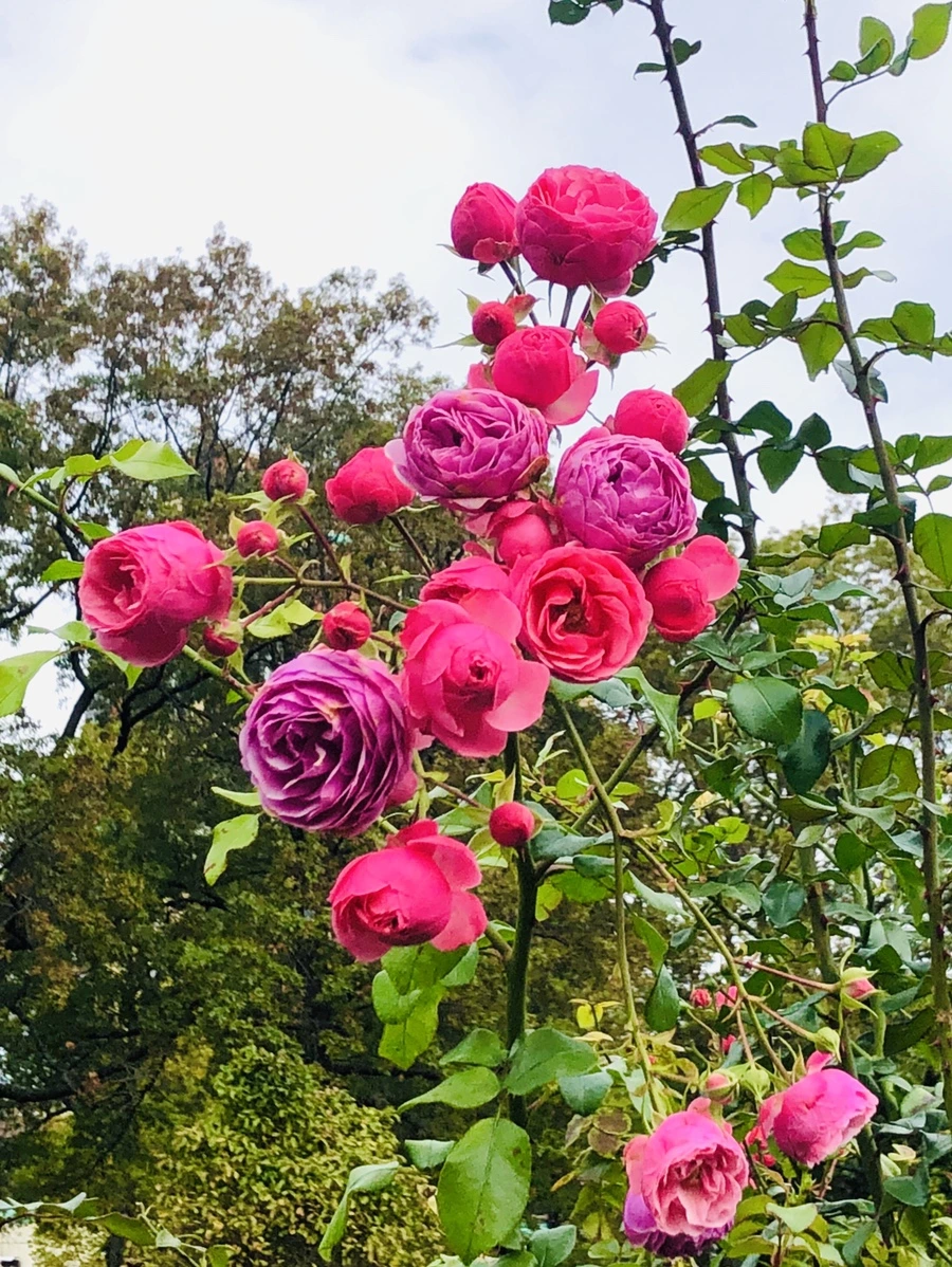 IMG_2866.jpg?type=w966