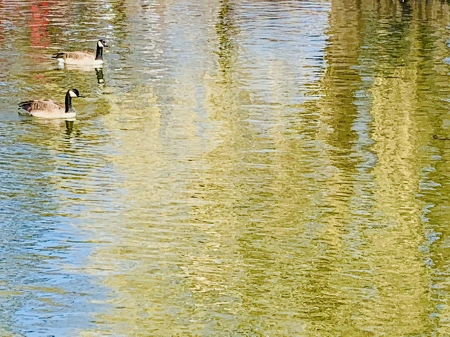 IMG_3089.jpg?type=w966