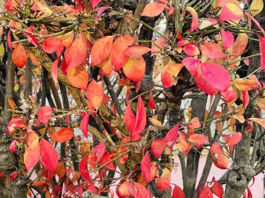 IMG_5939.jpg?type=w966