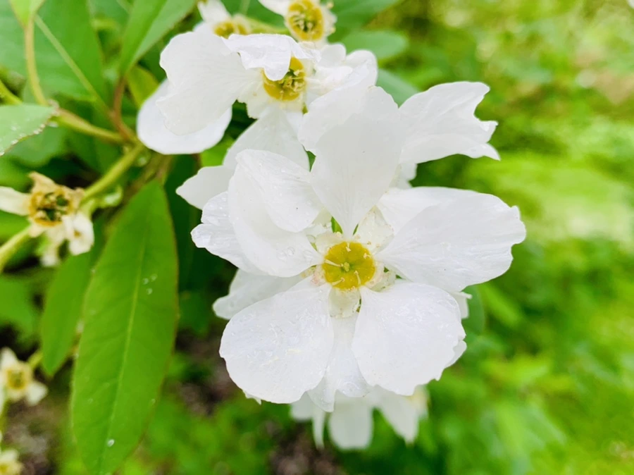 IMG_9852.jpg?type=w966