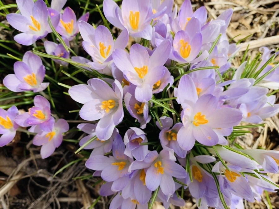 IMG_0554.jpg?type=w966