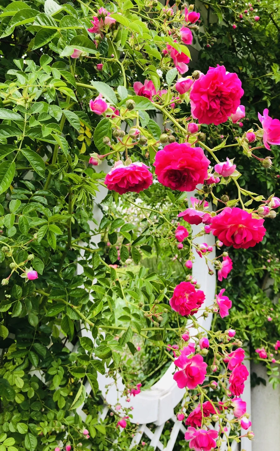 IMG_5988.jpg?type=w966