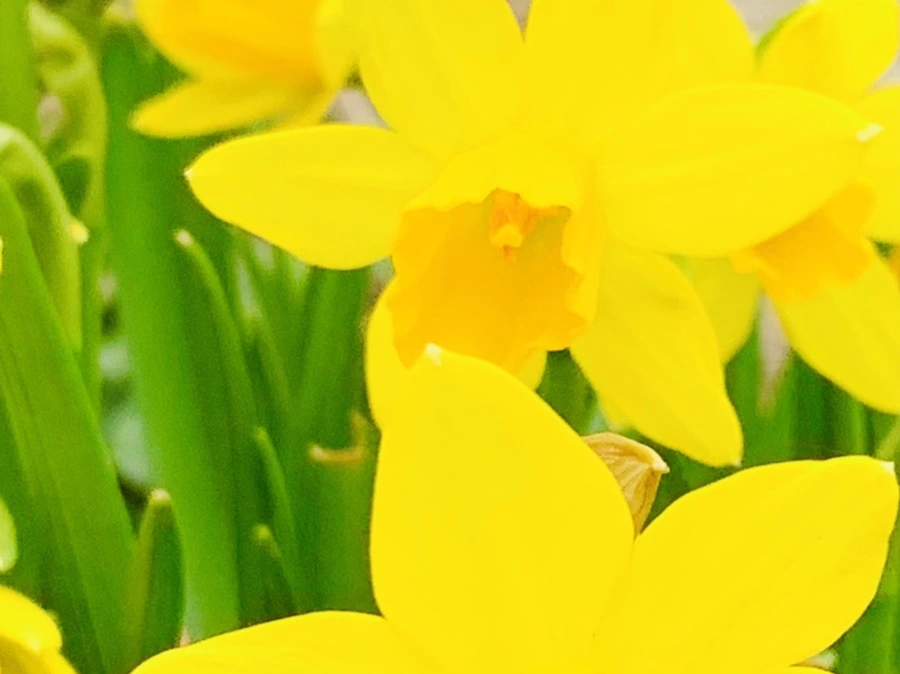 IMG_3487.jpg?type=w966