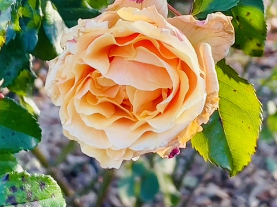 IMG_6034.jpg?type=w966