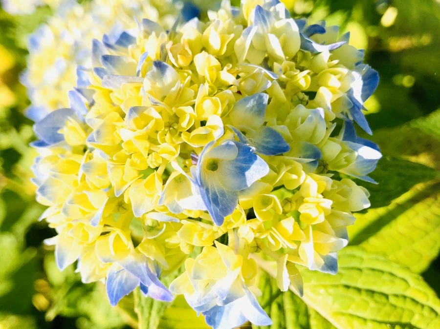 IMG_8583.jpg?type=w966