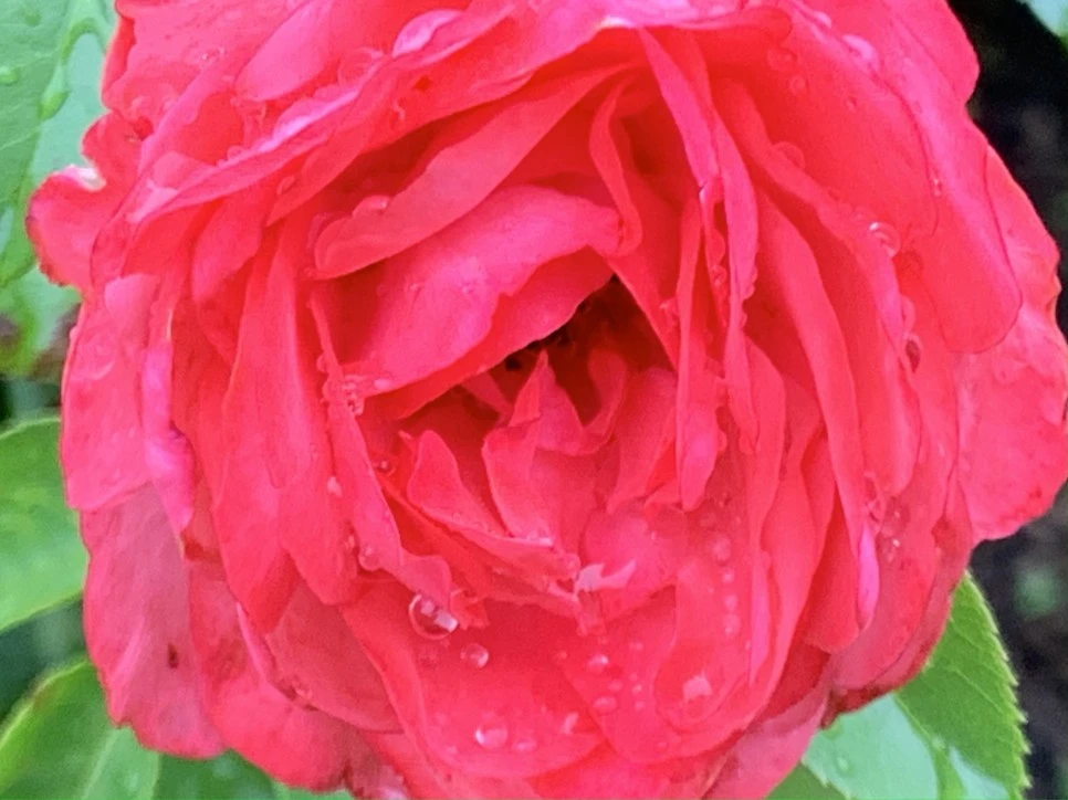 IMG_0927.jpg?type=w966