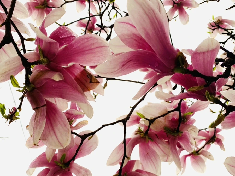 IMG_2386.jpg?type=w966