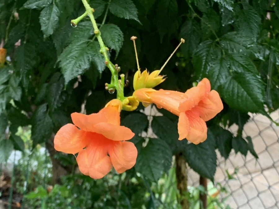 IMG_3832.jpg?type=w966