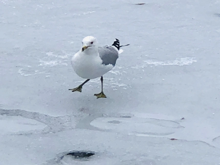 IMG_6316.jpg?type=w966