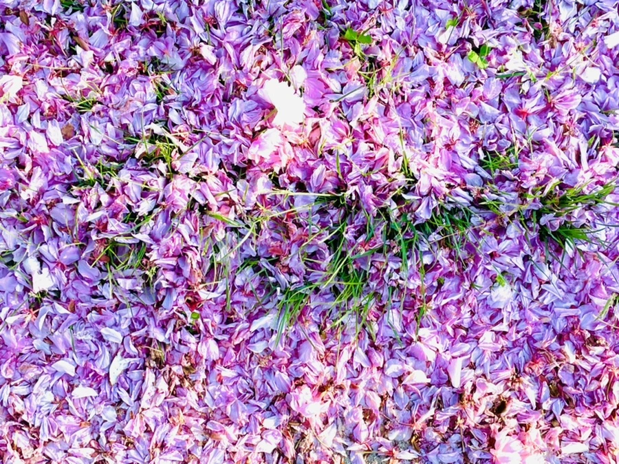 IMG_5884.jpg?type=w966