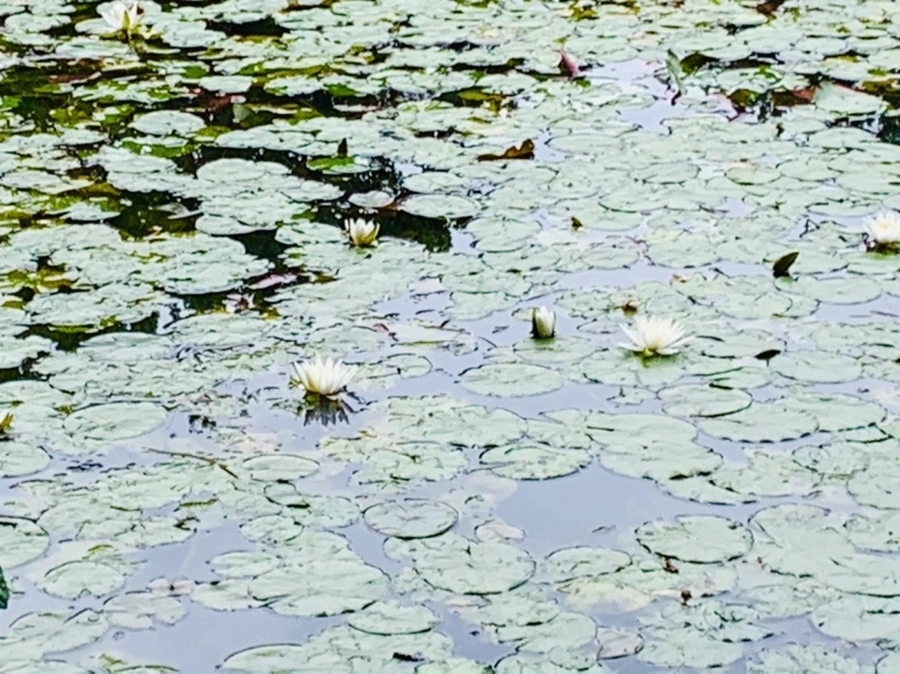 IMG_9143.jpg?type=w966