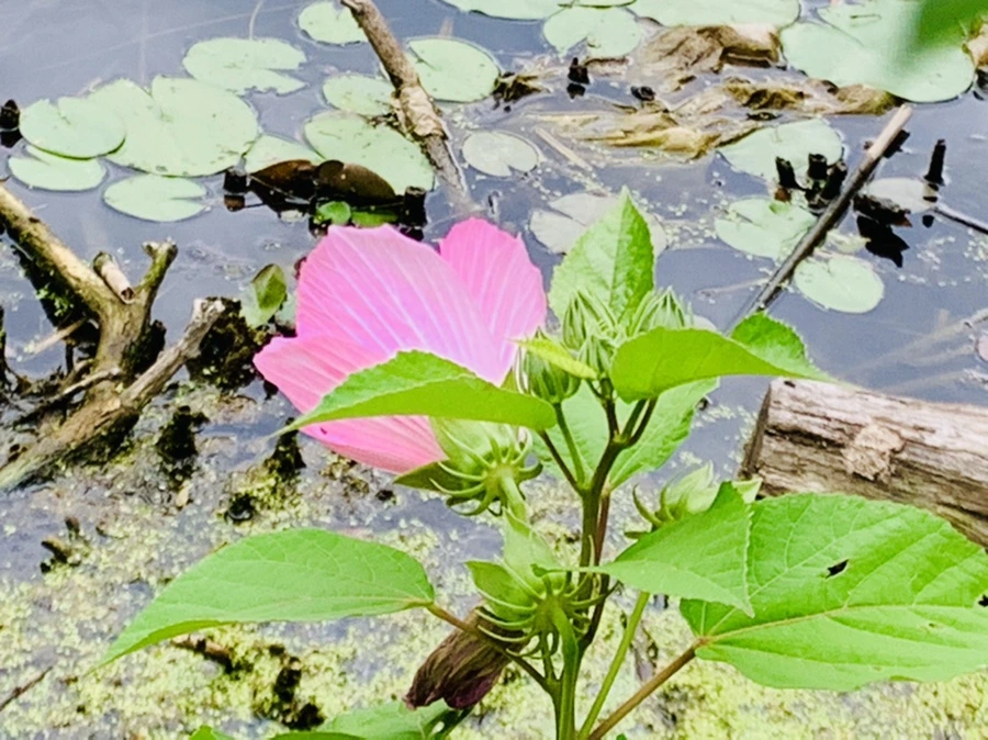 IMG_5192.jpg?type=w966