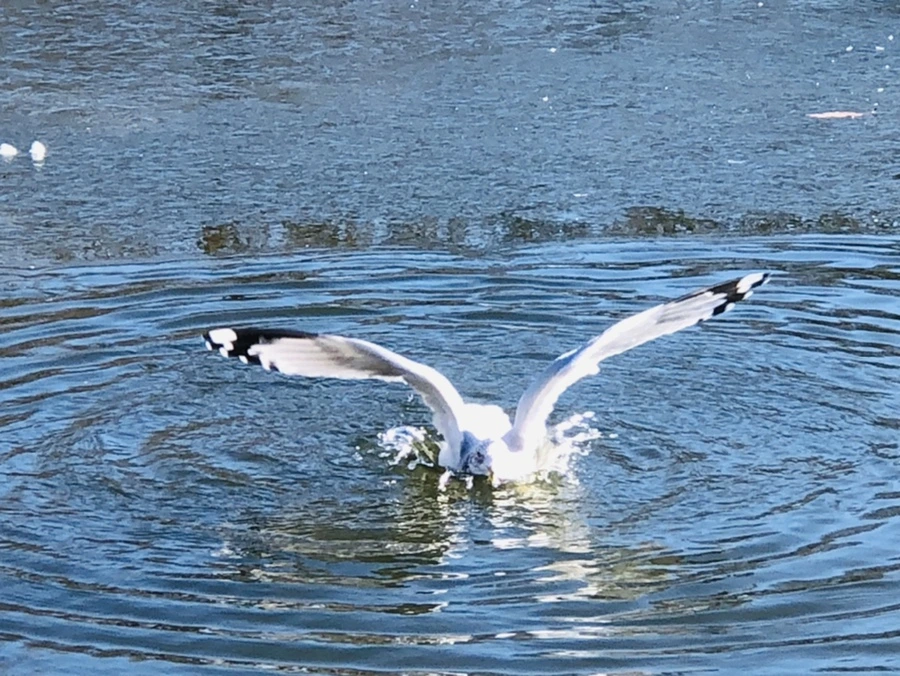 IMG_7727.jpg?type=w966