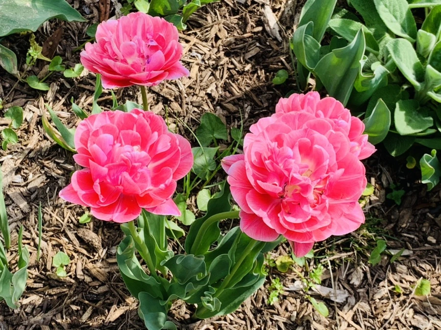 IMG_6895.jpg?type=w966