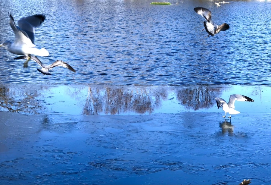 IMG_0518.jpg?type=w966