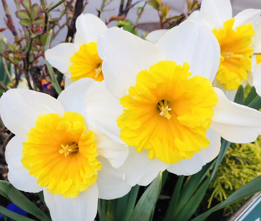 IMG_2605.jpg?type=w966