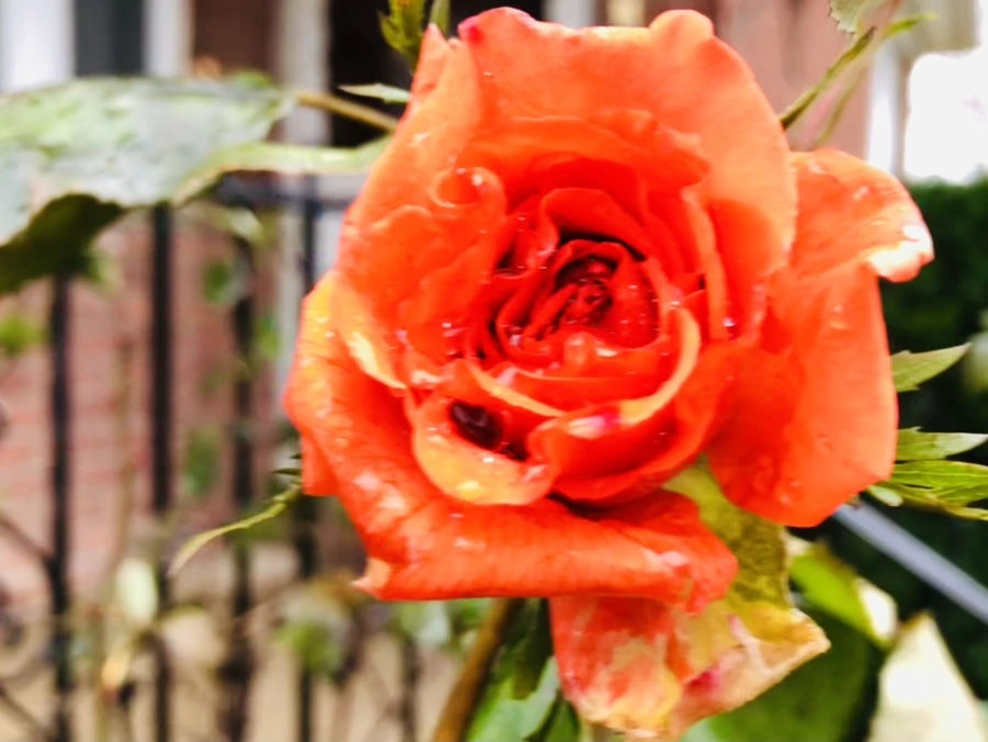 IMG_8094.jpg?type=w966