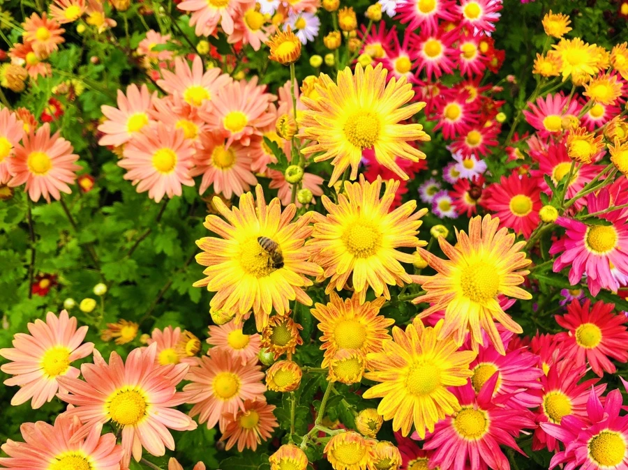 IMG_2520.jpg?type=w966