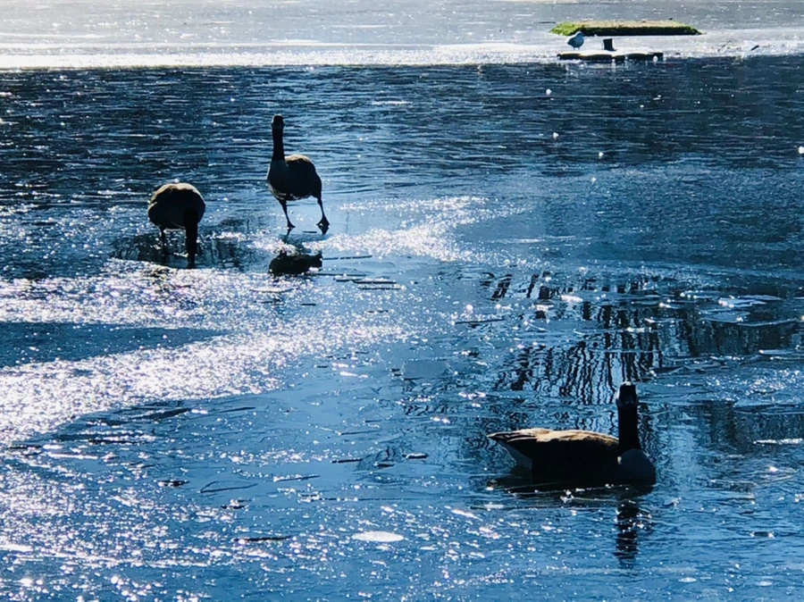 IMG_7994.jpg?type=w966