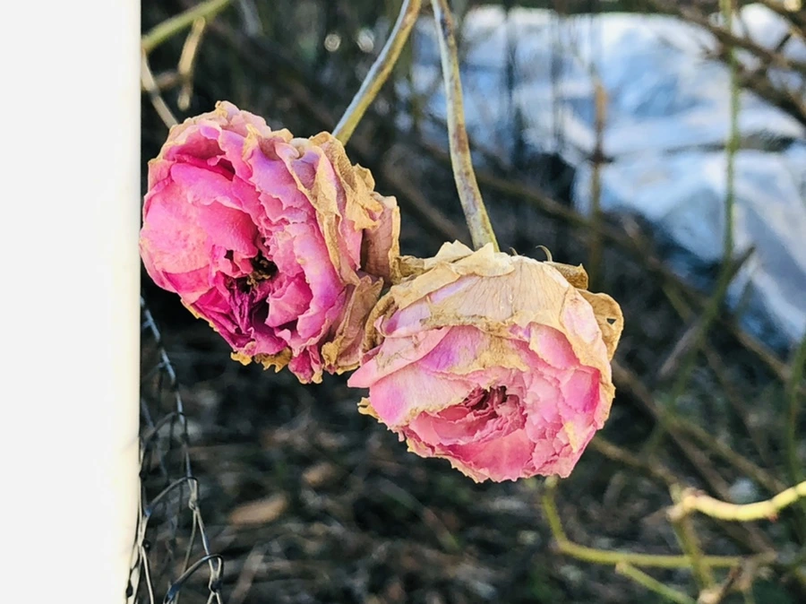 IMG_1183.jpg?type=w966