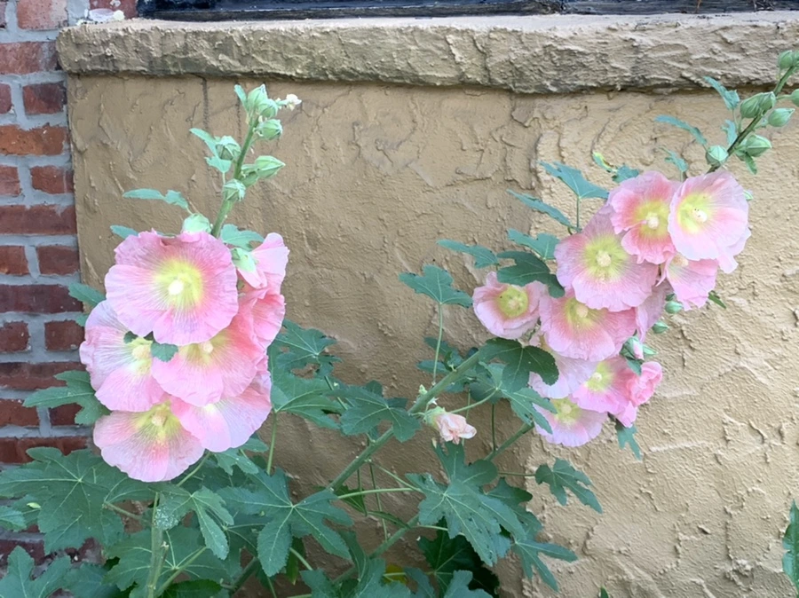 IMG_5247.jpg?type=w966