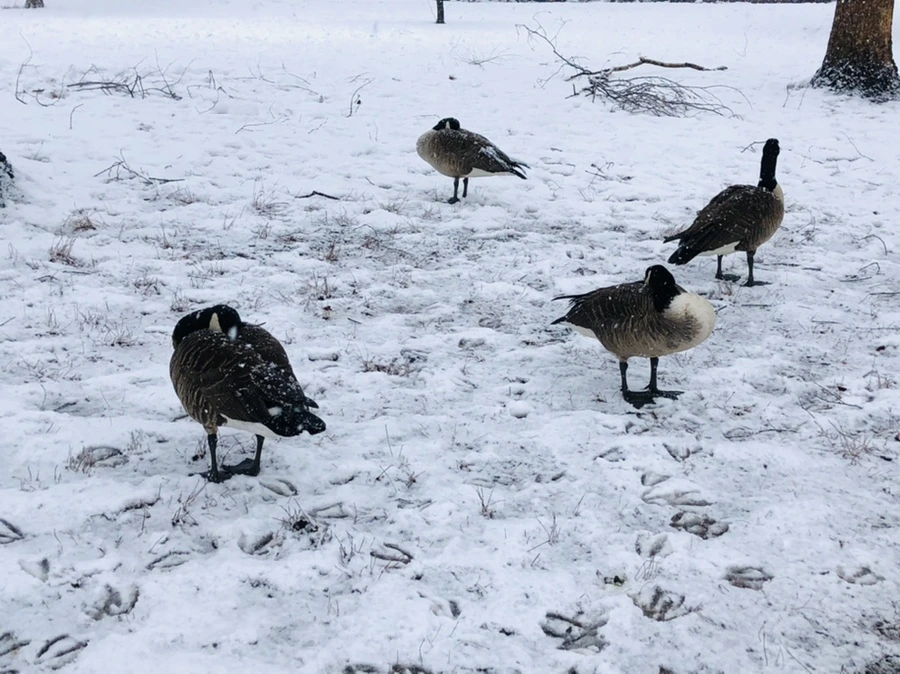 IMG_4149.jpg?type=w966