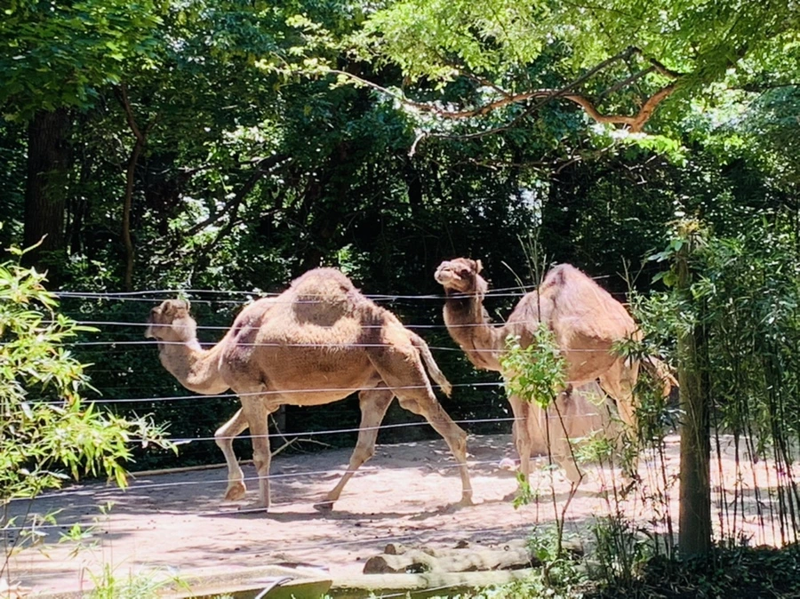 IMG_4182.jpg?type=w966