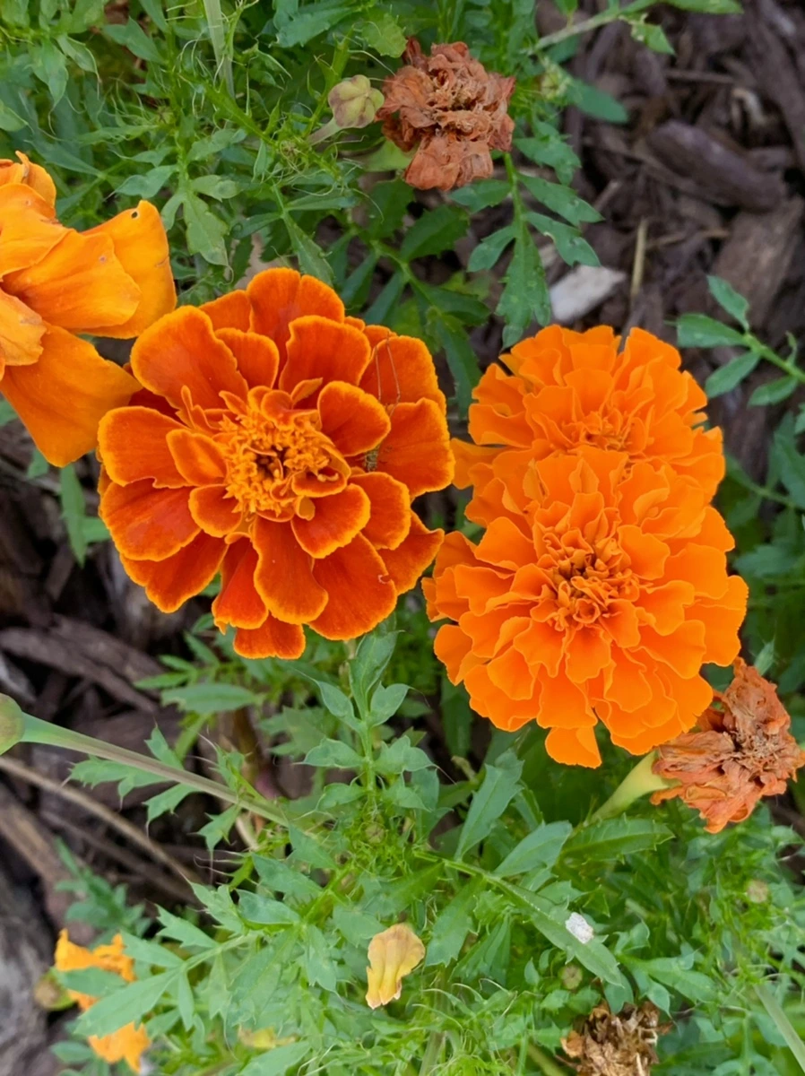 IMG_5230.jpg?type=w966