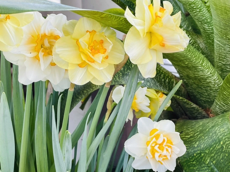 IMG_4174.jpg?type=w966