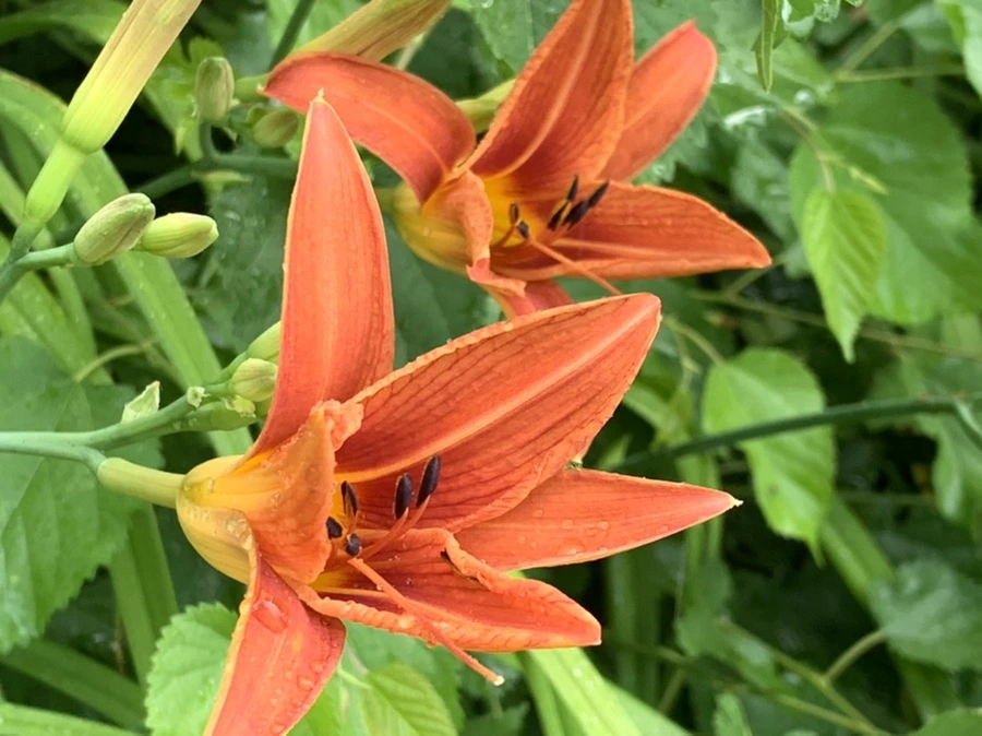 IMG_3603.jpg?type=w966