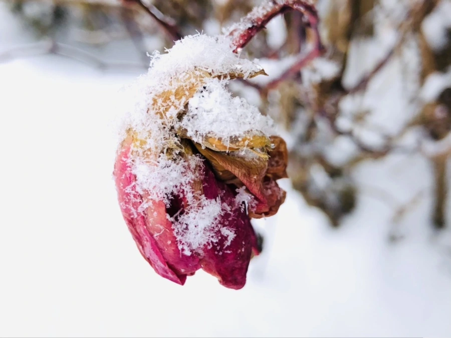 IMG_3547.jpg?type=w966