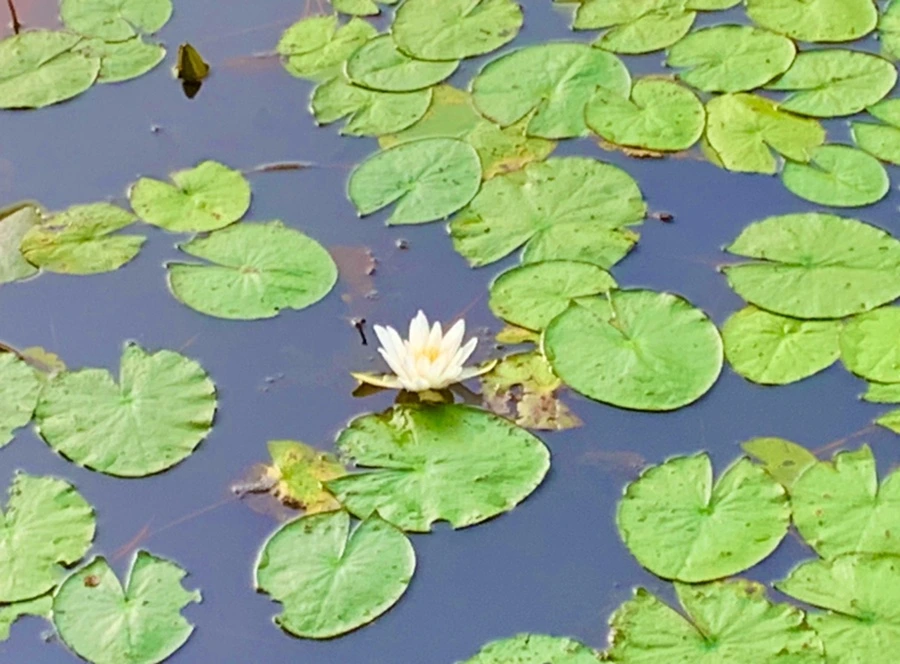 IMG_0767.jpg?type=w966