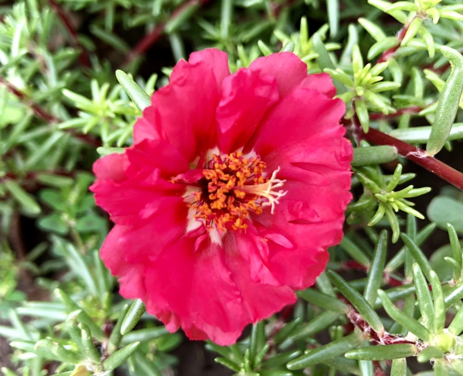 IMG_1459.jpg?type=w966