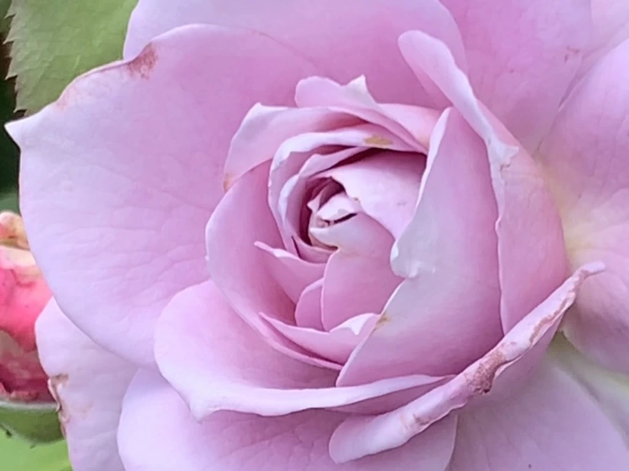 IMG_5476.jpg?type=w966