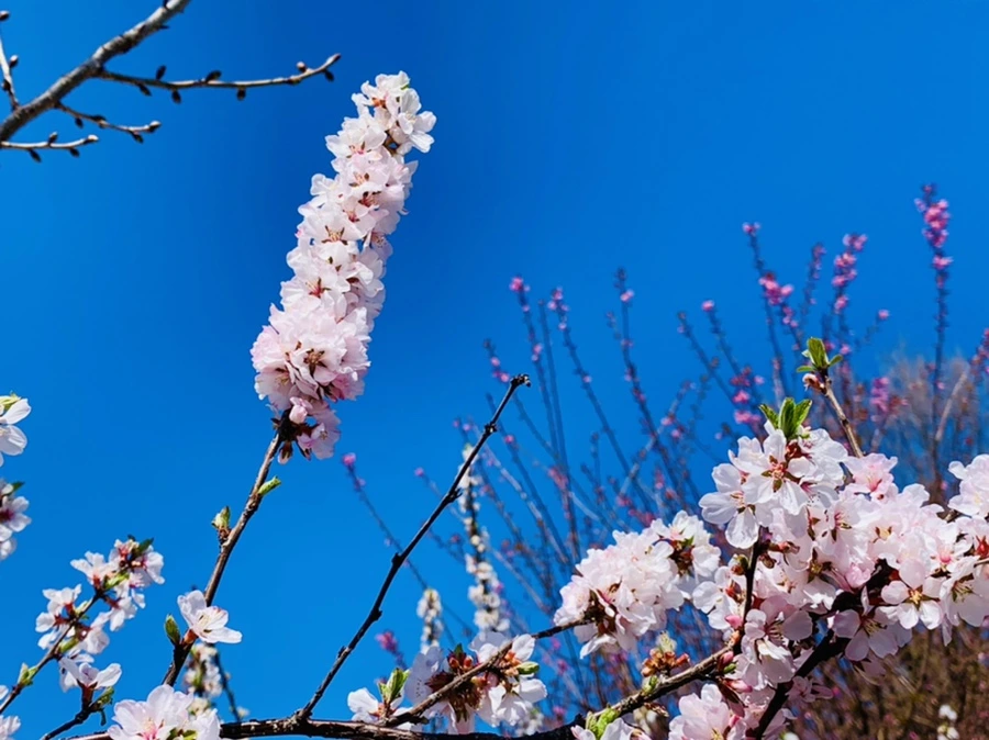 IMG_8093.jpg?type=w966