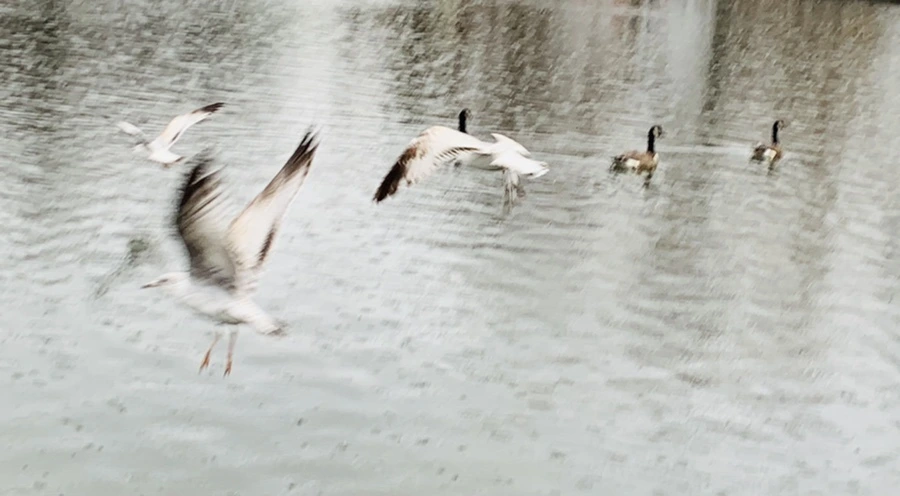 IMG_2127.jpg?type=w966