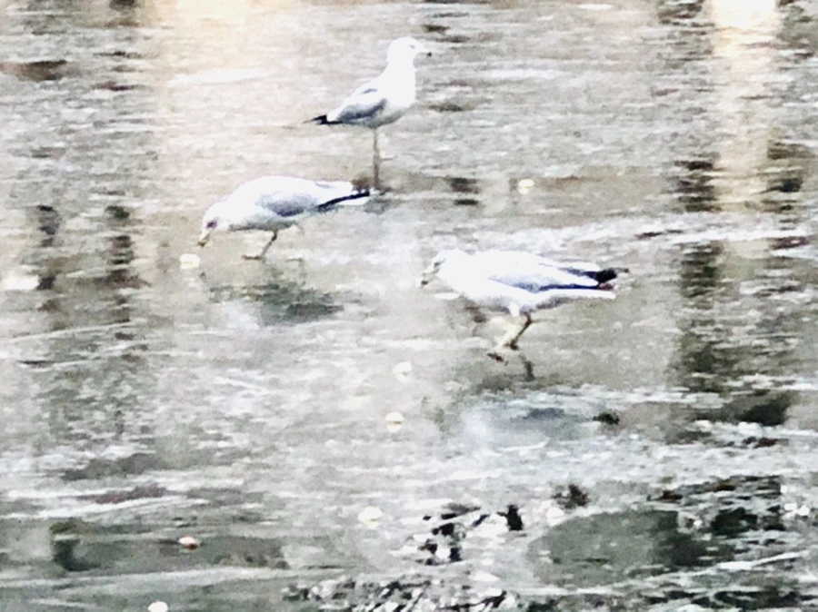 IMG_1947.jpg?type=w966