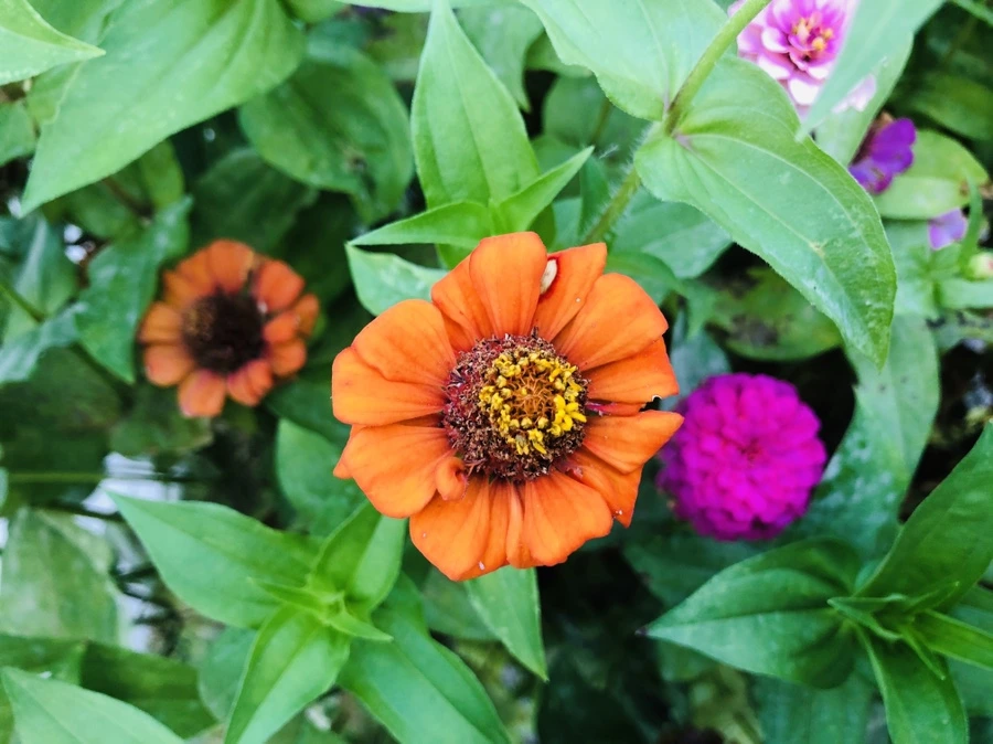 IMG_3630.jpg?type=w966