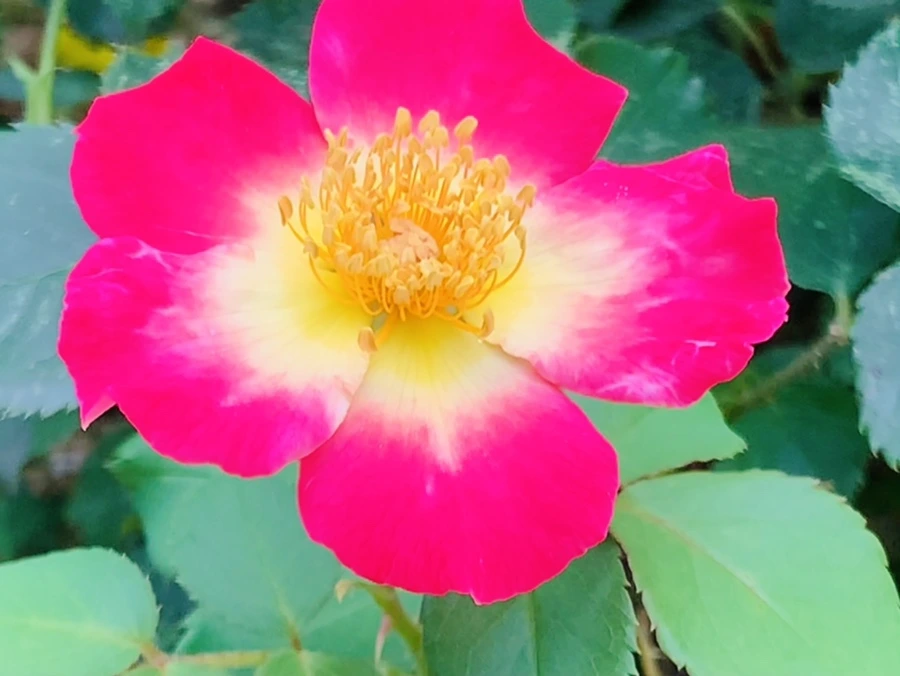 IMG_5888.jpg?type=w966