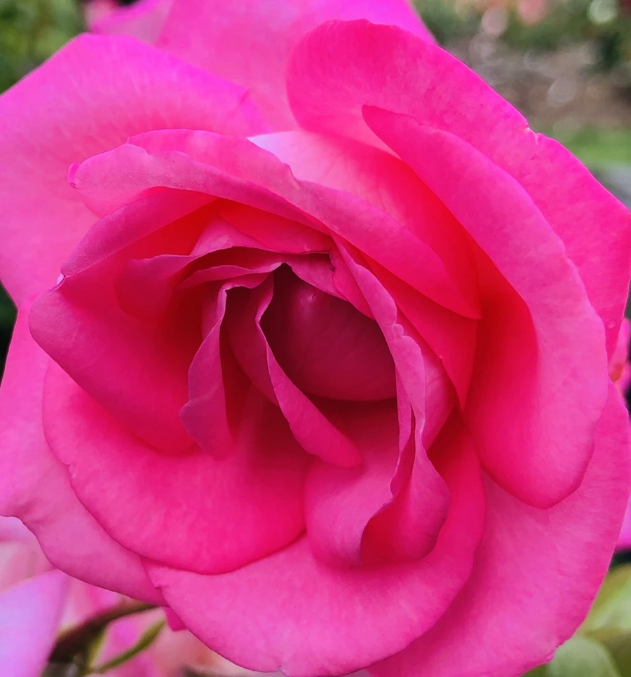 IMG_5958.jpg?type=w966