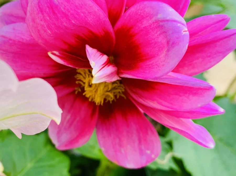 IMG_8922.jpg?type=w966